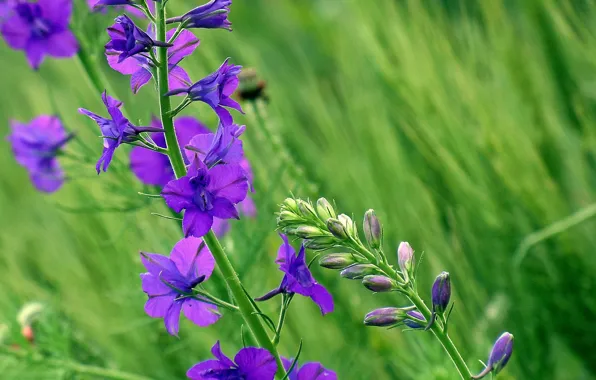 Картинка цветы, фиолетовые, Flowers, боке, bokeh, purple