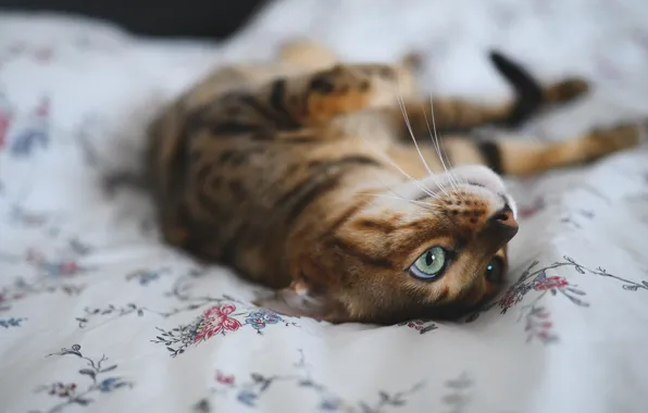 Кошка, кот, взгляд, поза, релакс, кровать, лежит, боке