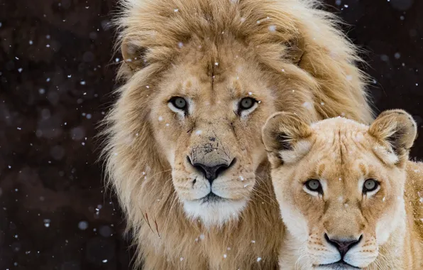Картинка взгляд, темный фон, лев, пара, дикие кошки, львы, львица, снегопад