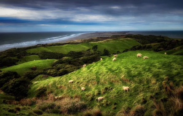 Побережье, овцы, Новая Зеландия, New Zealand, Farewell Spit