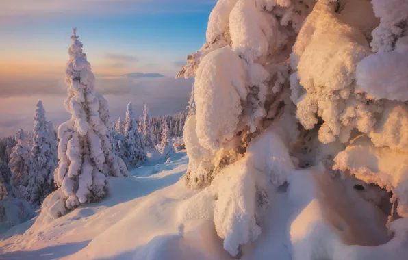 Картинка зима, лес, снег, природа, ели