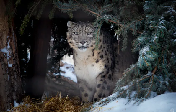 Картинка кошка, взгляд, ирбис, ель, снежный барс