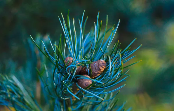 Pine, twig, cone
