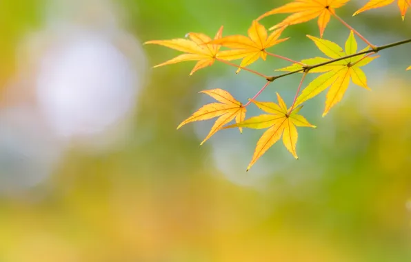 Картинка осень, листья, макро, жёлтый, цвет, ветка, клён