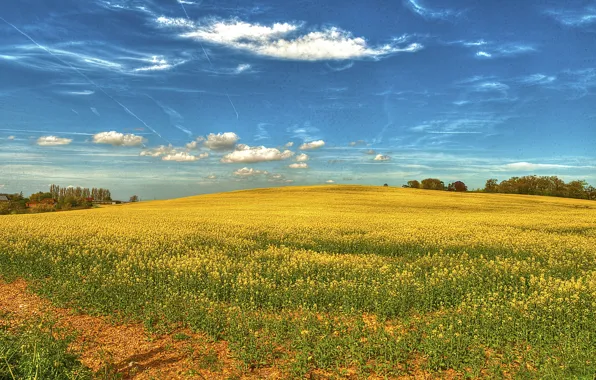 Поле, природа, весна, sky, field, landscape, flowers, рапс