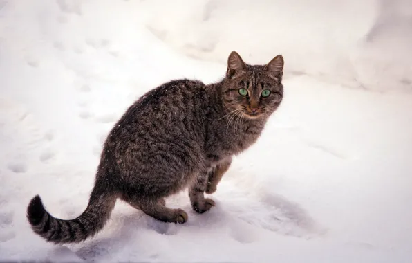 Картинка зима, кошка, глаза, кот, снег, природа, зеленые, полосатая