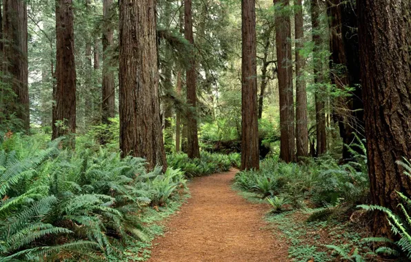 Картинка лес, деревья, Washington