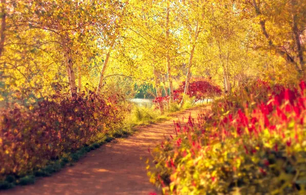 Картинка осень, деревья, парк, дорожка, березы, тропинка, кусты