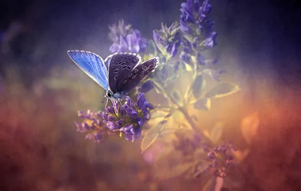Картинка природа, бабочка, nature, butterfly, лаванда, lavender