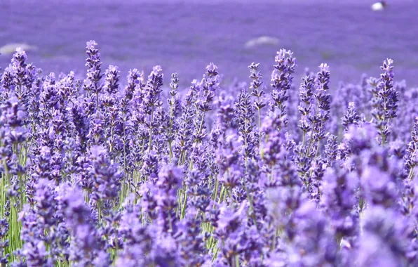 Картинка поле, цветы, фон, widescreen, обои, поля, размытие, фиолетовые