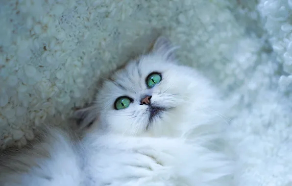 Кошка, кот, взгляд, морда, портрет, покрывало, лежит, белая