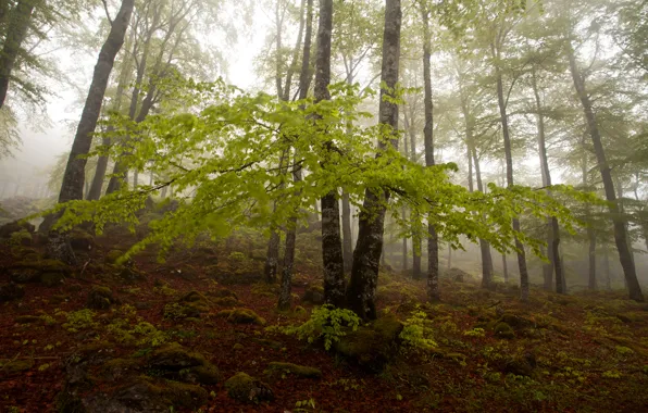Осень, лес, деревья, туман, склон