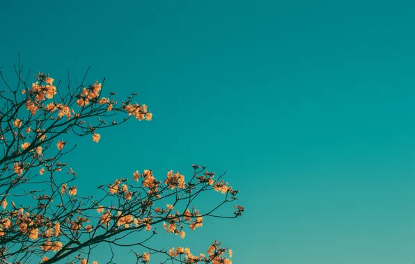 Небо, цветы, ветки, весна, цветение