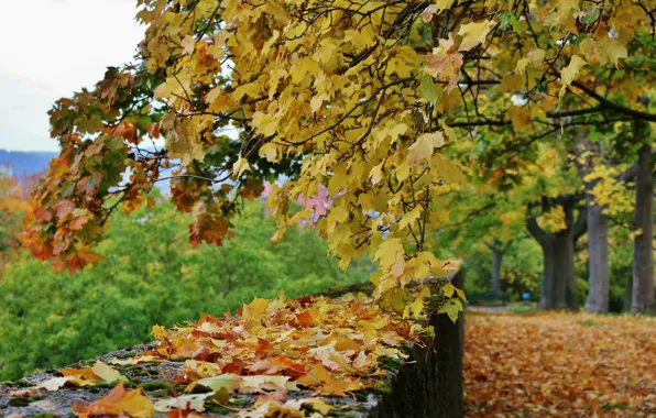 Осень, Деревья, Fall, Листва, Autumn, Colors, Trees, Листопад