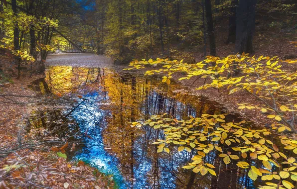 Осень, лес, небо, листья, вода, деревья, ветки, природа
