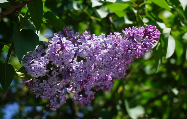 Весна, гроздь, сирень