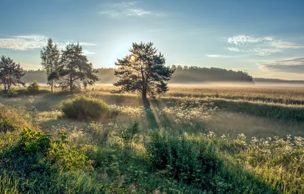 Картинка солнце, деревья, рассвет, утро