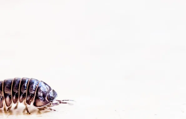 Carpenter, armadillidium vulgare, pill-bug, pill woodlouse, roly-poly, doodle bug, potato bug