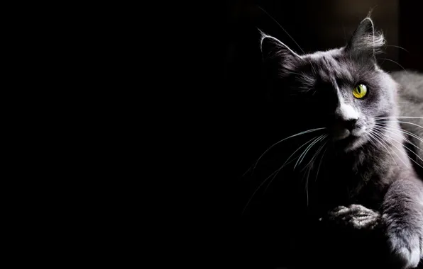 Кошка, кот, взгляд, киса, чёрный фон