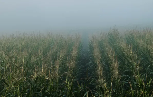 Field, fog, corn