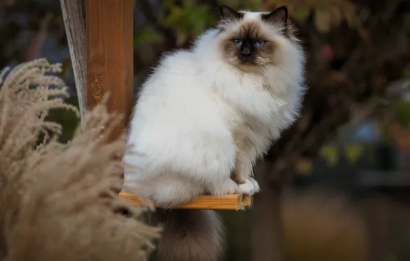 Кошка, кот, взгляд, природа, столб, колоски, голубые глаза, мордашка