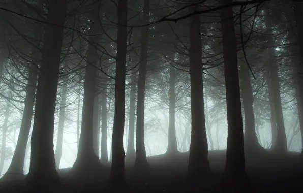 Картинка лес, свет, природа