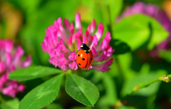 Макро, Цветы, Божья коровка, Flowers, Macro, Зелёные листья, Green leaves