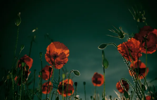 Картинка цветы, мак, маки, зеленый фон