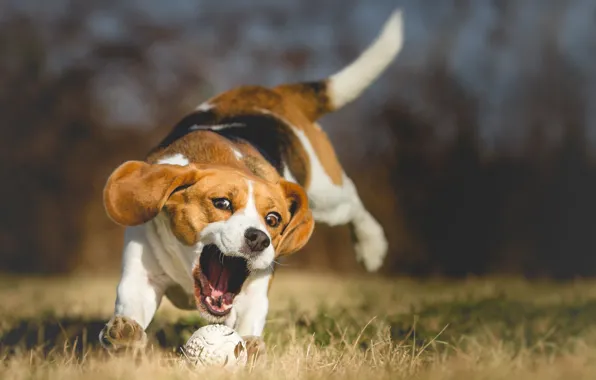 Природа, собака, боке, бигль, wallpaper., beagle, beautiful background, прогулка парк