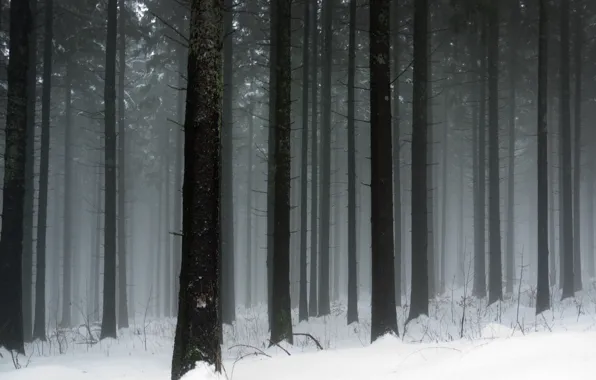 Картинка холод, зима, снег, деревья, дерево, стволы, мороз, снегопад