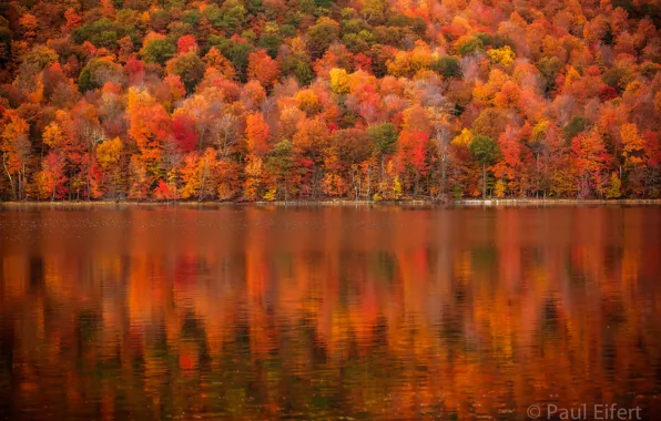 Отражение, Осень, Деревья, Autumn, Золотая осень, Trees, Reflection, Golden autumn