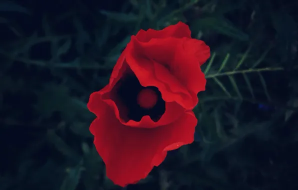 Красный, Цветок, flower, Amapola