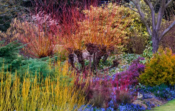 Картинка деревья, цветы, краски, Англия, весна, кусты, Кембридж, ботанический сад
