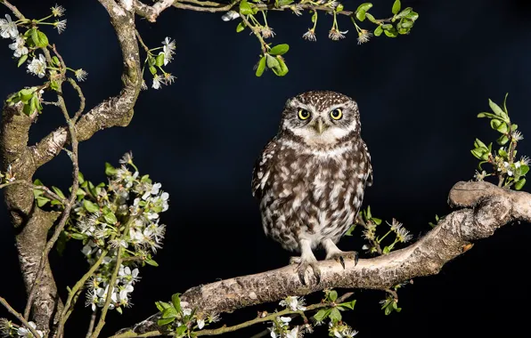 Картинка взгляд, листья, ветки, сова, птица, черный фон, сыч