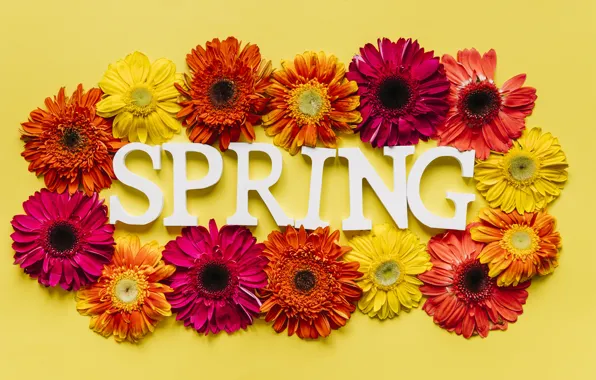Картинка цветы, весна, colorful, хризантемы, flowers, spring, bright