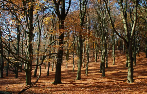 Осень, лес, листья, деревья, склон