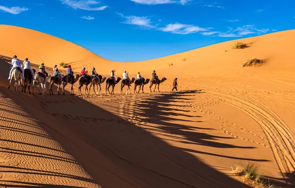 Desert, Sahara, camel