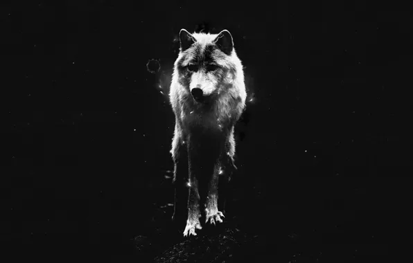 Black, wolf, lone