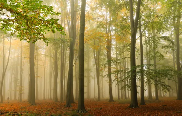 Осень, лес, деревья, туман, Англия, England, Ashridge Wood, Лес Ашридж