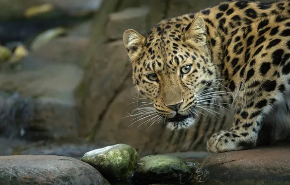 Картинка морда, ручей, камни, хищник, дикая кошка, амурский леопард