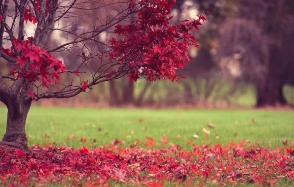Картинка осень, трава, листья, природа, дерево, красные