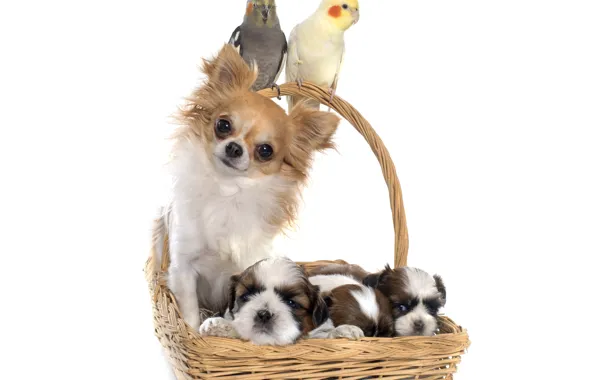 Корзина, щенки, попугай, чихуахуа, Dogs, Parrots