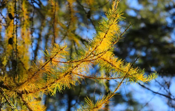 Autumn, leaf, fall, twig