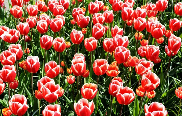 Картинка поле, тюльпаны, tulips
