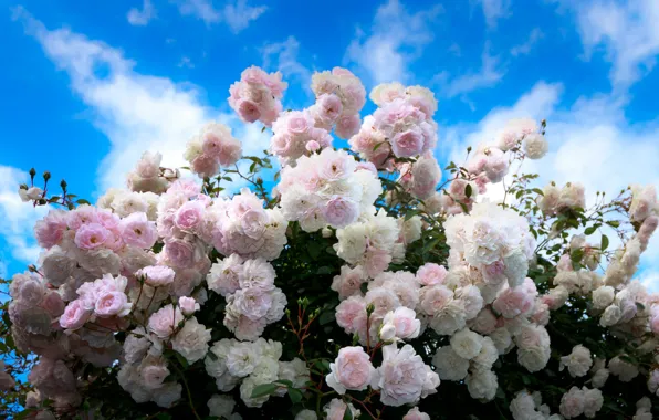 Лето, небо, розы, summer, бутоны, кусты, sky, Roses