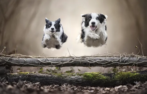 Собаки, прыжок, бег, левитация