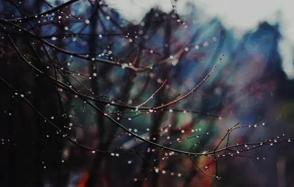 Winter, drops, branches, winter is coming, rainy
