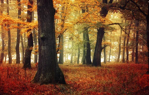 Autumn, leaves, fog, autumn colors, mist, fall, foliage, woodland