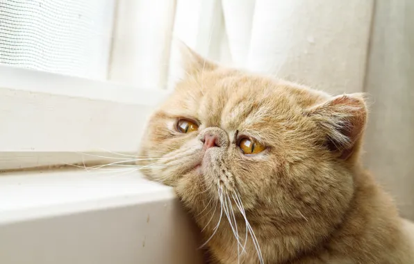 Картинка кот, окно, ожидание, мордашка, котэ, рыжий кот, экзот, Экзотическая короткошёрстная кошка