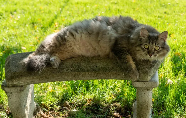 Кошка, лето, трава, кот, взгляд, морда, скамейка, поза